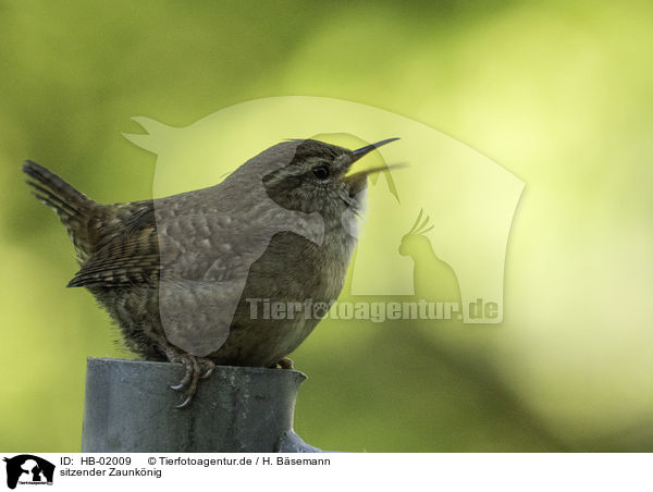 sitzender Zaunknig / sitting Eurasian Wren / HB-02009