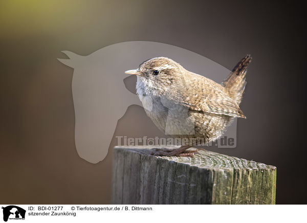 sitzender Zaunknig / sitting Eurasian Wren / BDI-01277