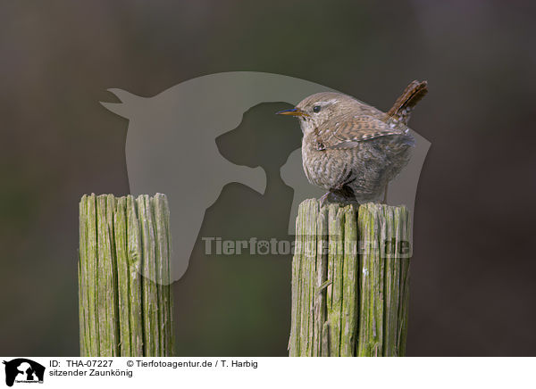 sitzender Zaunknig / sitting Eurasian Wren / THA-07227