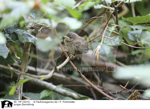 junger Zaunknig / young Eurasian Wren / FF-10212