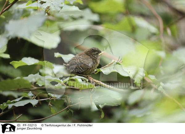 junger Zaunknig / young Eurasian Wren / FF-10213