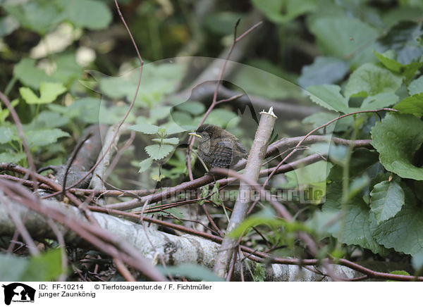 junger Zaunknig / young Eurasian Wren / FF-10214