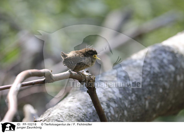 junger Zaunknig / young Eurasian Wren / FF-10218