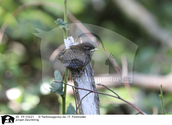 junger Zaunknig / young Eurasian Wren / FF-10221