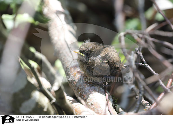 junger Zaunknig / young Eurasian Wren / FF-10222