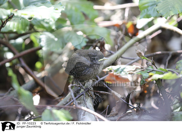 junger Zaunknig / young Eurasian Wren / FF-10223