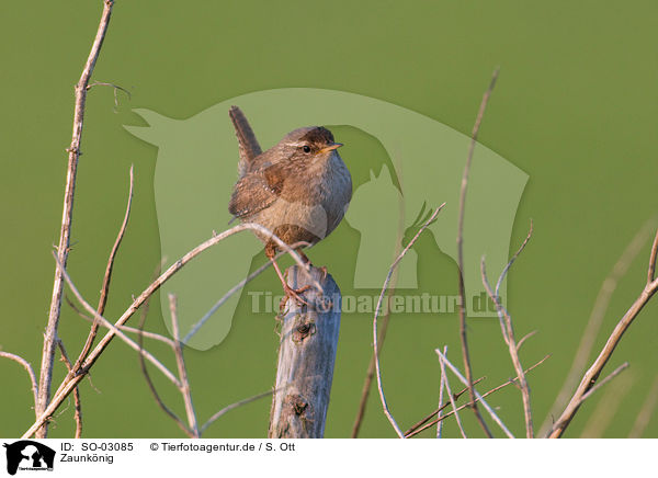 Zaunknig / winter wren / SO-03085