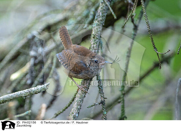 Zaunknig / winter wren / FH-02156