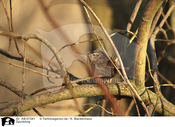 Zaunknig / winter wren / KB-07381