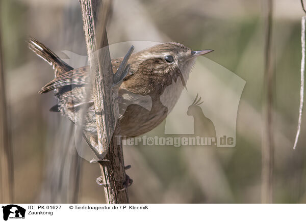 Zaunknig / winter wren / PK-01627