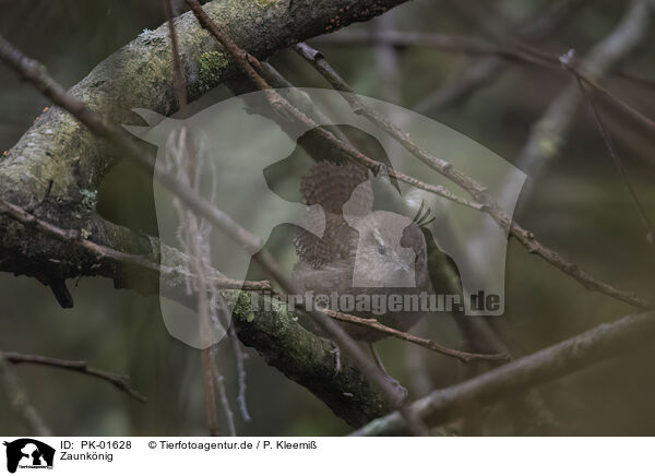 Zaunknig / winter wren / PK-01628