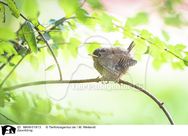Zaunknig / winter wren / MAW-01813
