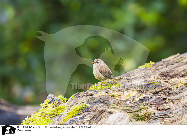 Zaunk�nig / Eurasian wren / DMS-17869