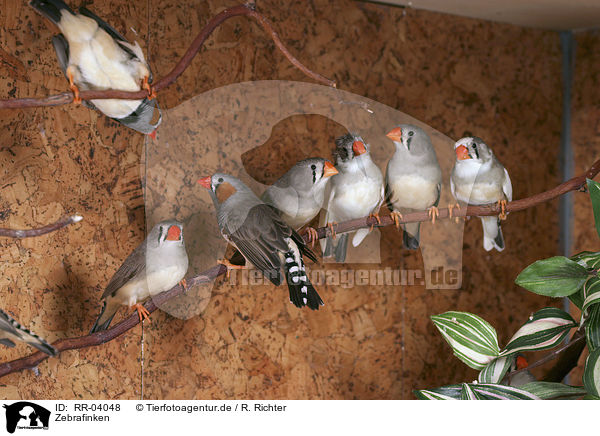 Zebrafinken / Zebra Finch / RR-04048