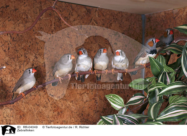 Zebrafinken / Zebra Finch / RR-04049