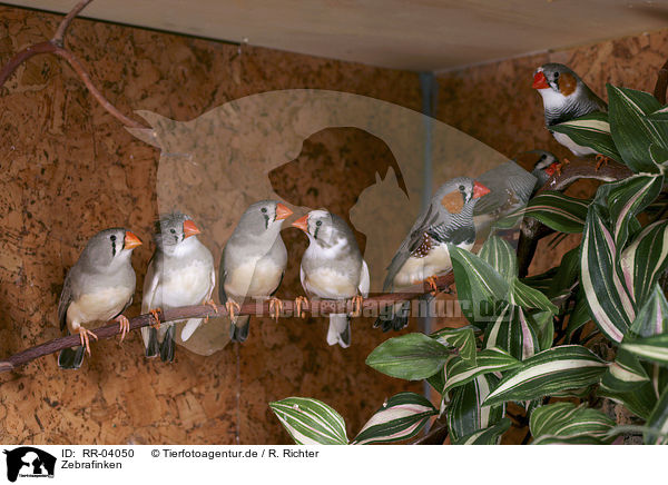 Zebrafinken / Zebra Finch / RR-04050