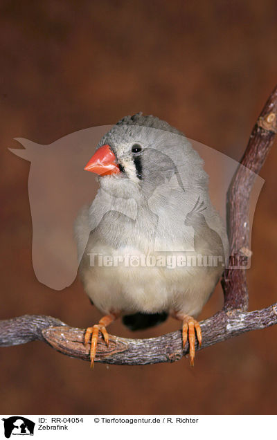 Zebrafink / Zebra Finch / RR-04054