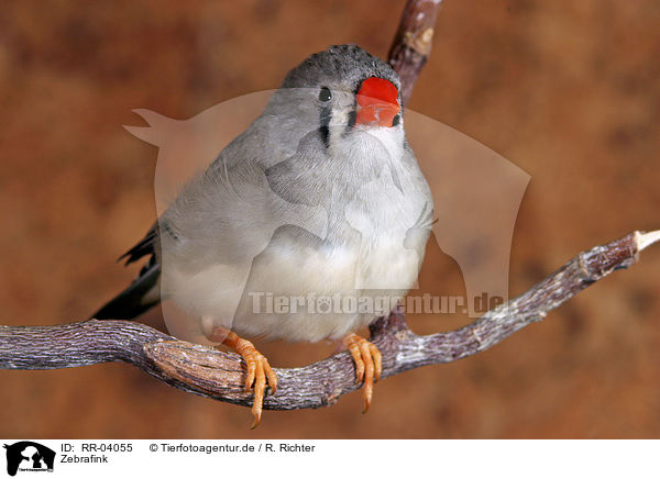 Zebrafink / Zebra Finch / RR-04055
