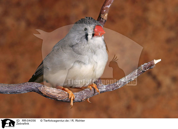 Zebrafink / Zebra Finch / RR-04056