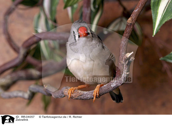 Zebrafink / Zebra Finch / RR-04057