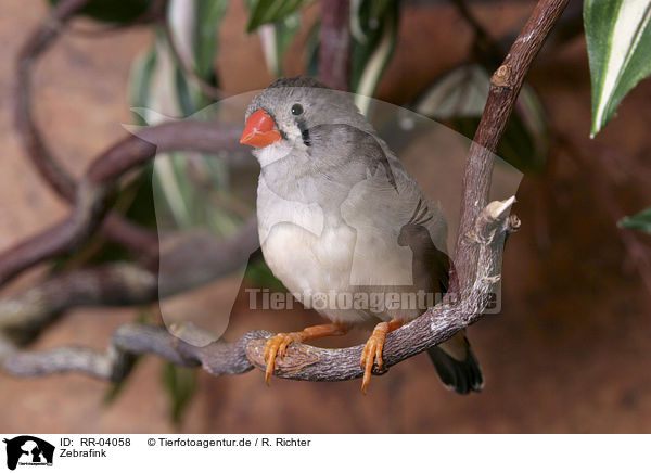 Zebrafink / Zebra Finch / RR-04058