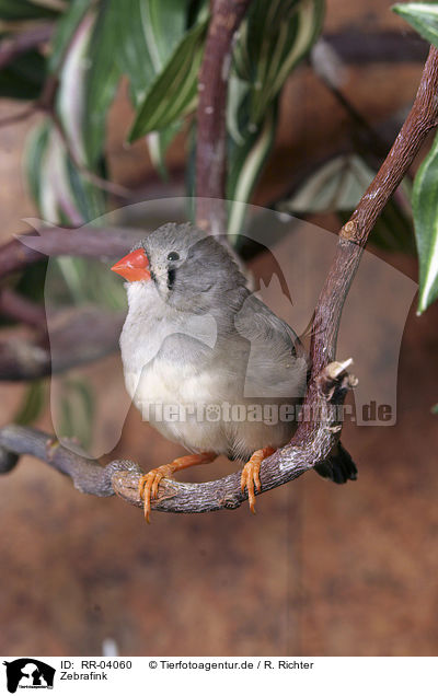 Zebrafink / Zebra Finch / RR-04060