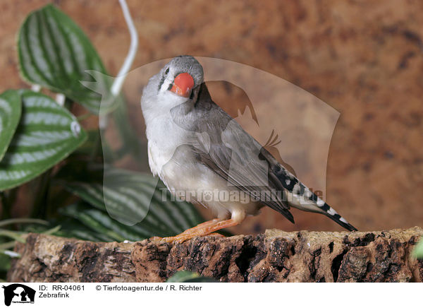 Zebrafink / Zebra Finch / RR-04061