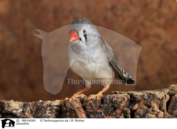 Zebrafink / Zebra Finch / RR-04064