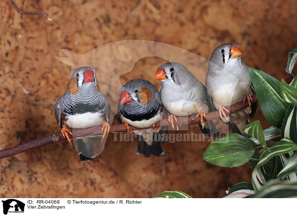 Vier Zebrafingen / Zebra Finch / RR-04068