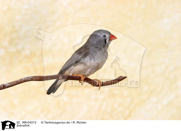 Zebrafink / Zebra Finch / RR-04072