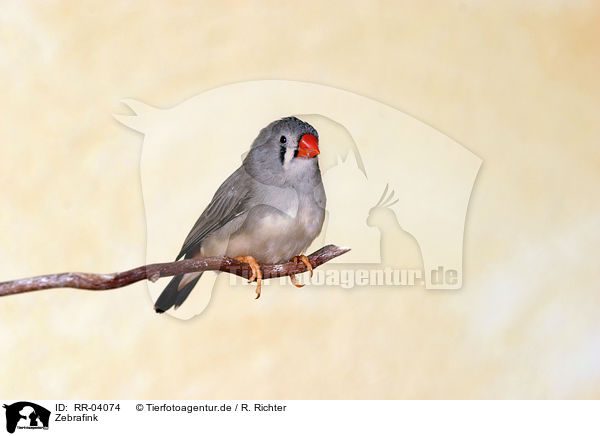 Zebrafink / Zebra Finch / RR-04074