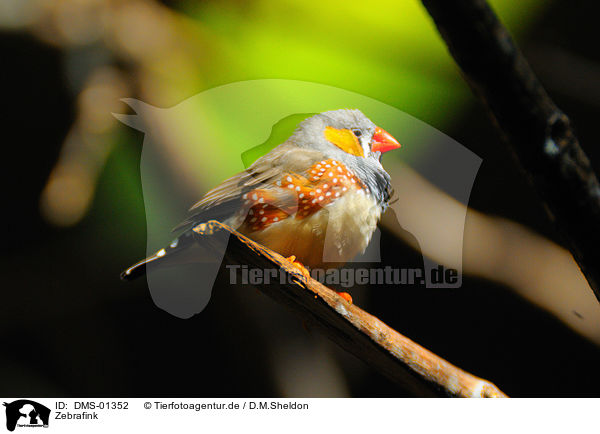 Zebrafink / zebra finch / DMS-01352