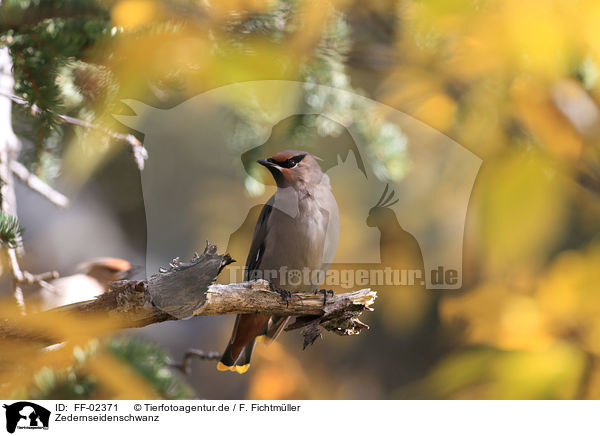 Zedernseidenschwanz / cedar waxwing / FF-02371
