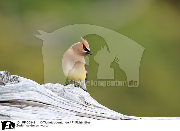 Zedernseidenschwanz / cedar waxwing / FF-06848