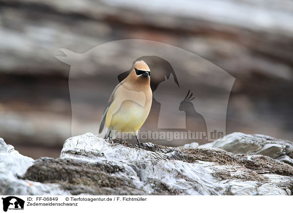 Zedernseidenschwanz / cedar waxwing / FF-06849