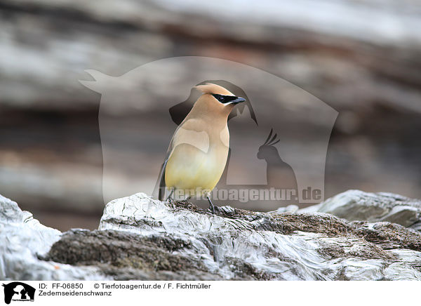 Zedernseidenschwanz / cedar waxwing / FF-06850