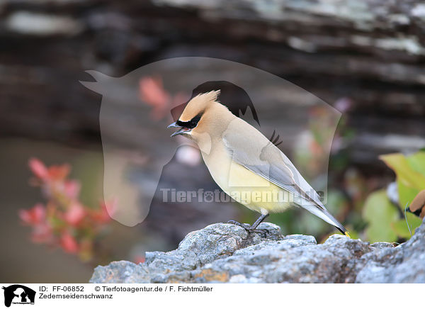 Zedernseidenschwanz / cedar waxwing / FF-06852