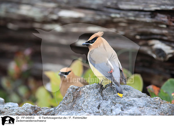 Zedernseidenschwanz / cedar waxwing / FF-06853
