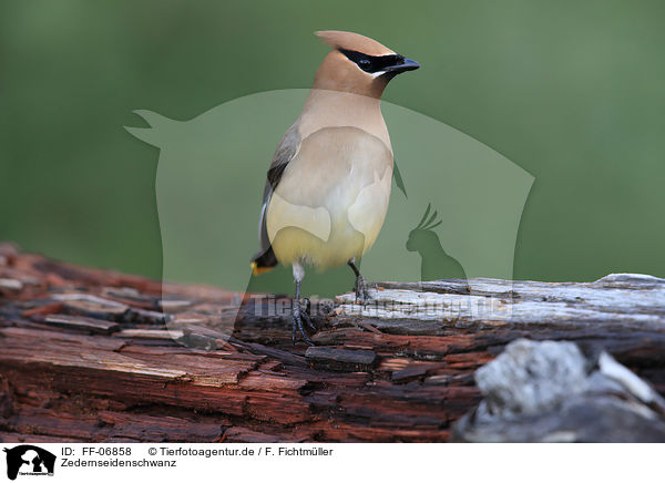 Zedernseidenschwanz / cedar waxwing / FF-06858