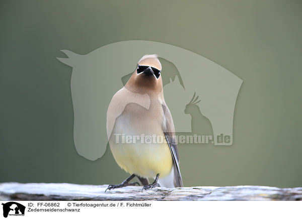 Zedernseidenschwanz / cedar waxwing / FF-06862