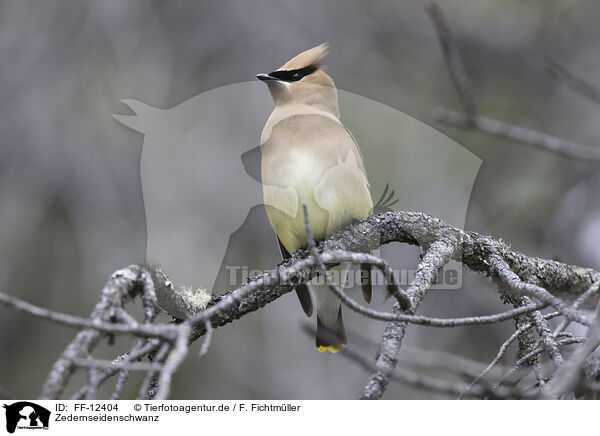 Zedernseidenschwanz / cedar waxwing / FF-12404