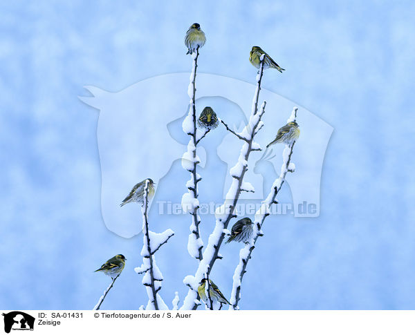 Zeisige / common siskin / SA-01431