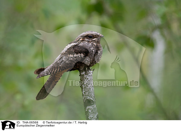 Europischer Ziegenmelker / Eurasian nightjar / THA-06568