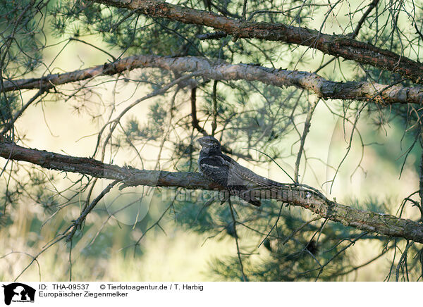 Europischer Ziegenmelker / Eurasian nightjar / THA-09537