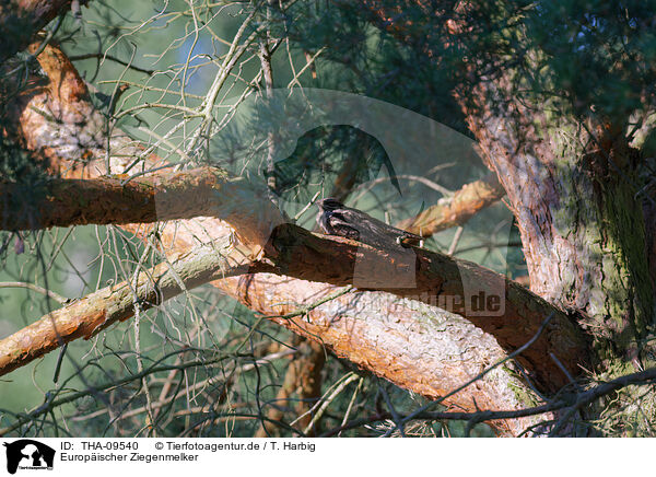 Europischer Ziegenmelker / Eurasian nightjar / THA-09540