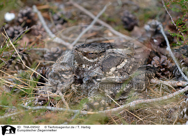 Europischer Ziegenmelker / Eurasian nightjar / THA-09542