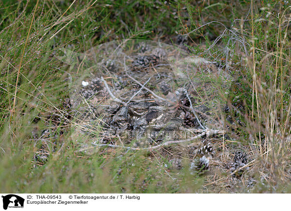 Europischer Ziegenmelker / Eurasian nightjar / THA-09543