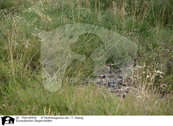 Europischer Ziegenmelker / Eurasian nightjar / THA-09544