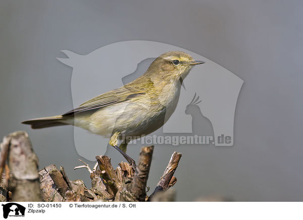 Zilpzalp / chiffchaff / SO-01450