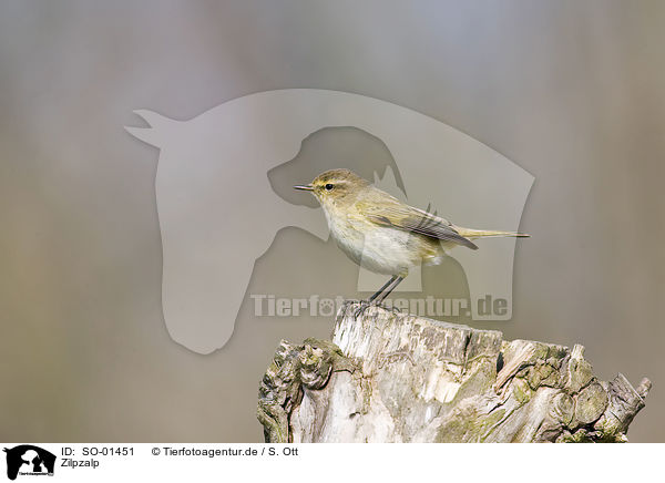 Zilpzalp / chiffchaff / SO-01451